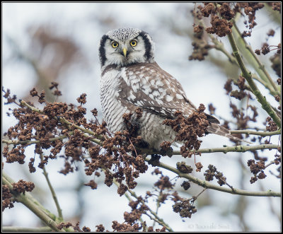 Northern Hawk-Owl / Sperweruil