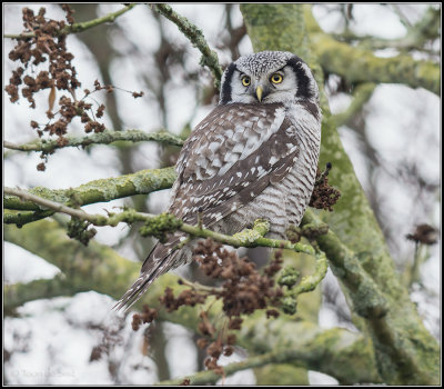Northern Hawk-Owl / Sperweruil