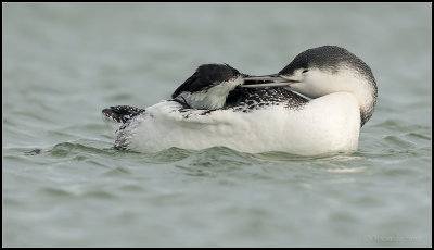 Red-throated Diver / Roodkeelduiker