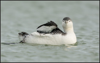 Red-throated Diver / Roodkeelduiker