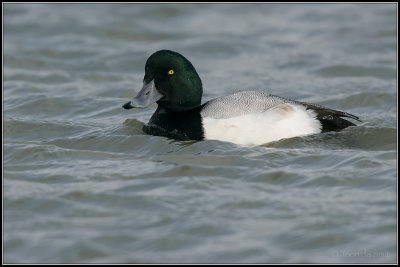 Greater Scaup / Topper / Aythyia marila