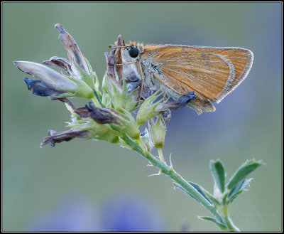 Small Skipper / Geelsprietdikkopje / Thymelicus sylvestris