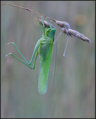 Grasshopper / Sprinkhaan