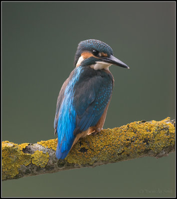 Kingfisher / IJsvogel