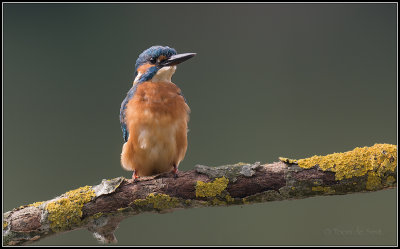 Kingfisher / IJsvogel