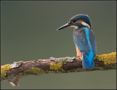 Kingfisher / IJsvogel / Alcedo atthis