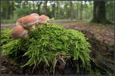 Stobbezwammetje / Kuehneromyces mutabilis