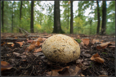 Common Earthball / Gele aardappelbovist / Scleroderma citrinum