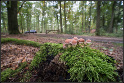 Stobbezwammetje / Kuehneromyces mutabilis