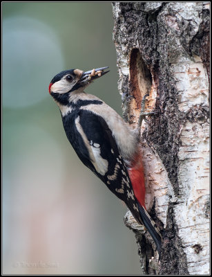 Great Spotted Woodpecker / Grote Bonte Specht