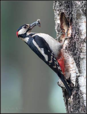 Great Spotted Woodpecker / Grote Bonte Specht