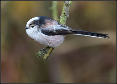 Long-tailed tit / Staartmees