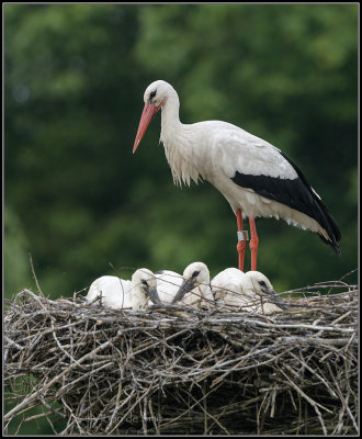 Stork / Ooievaar