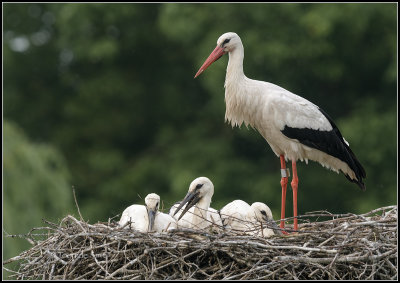 Stork / Ooievaar / Ciconia ciconia