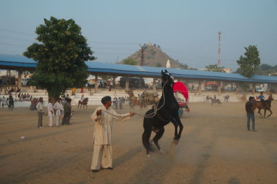 _DSF1068.JPG