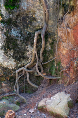 roots_DSF2792.jpg