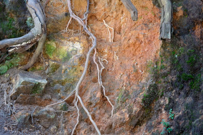 roots_DSF2797.jpg
