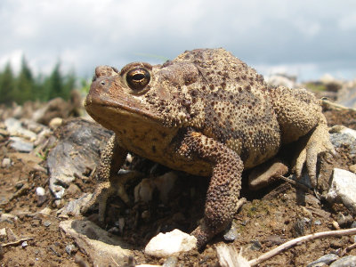 Crapaud d'Amérique, Massif-du-Sud