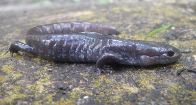 Salamandre à points bleus, St-Onésime-d'Ixworth