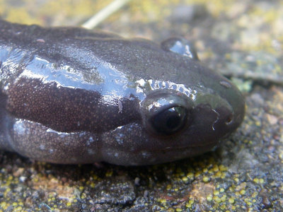Salamandre à points bleus (détail), St-Onésime-d'Ixworth