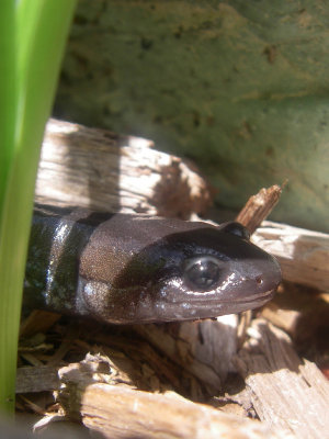Salamandre à points bleus, St-Onésime-d'Ixworth