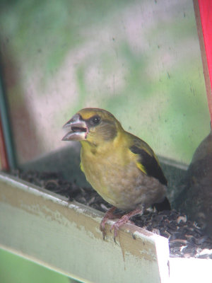 Gros-bec errant juvnile mle, St-Onsime-d'Ixworth