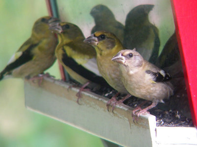 Gros-bec errants juvniles, St-Onsime-d'Ixworth