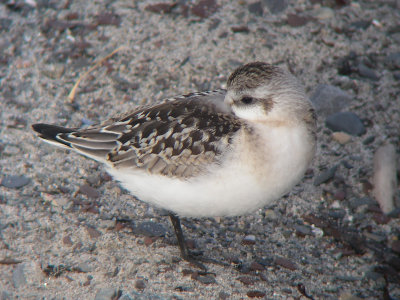 Bécasseau sanderling juvénile, Kamouraska