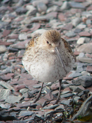 Bécasseau variable juvénile, Kamouraska