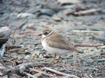 Pluvier semipalmé juvénile, Kamouraska