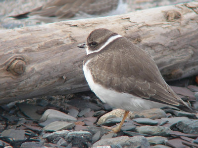 Pluvier semipalmé juvénile, Kamouraska