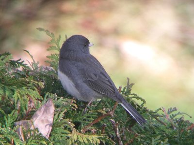 Junco ardois, St-Onsime-d'Ixworth