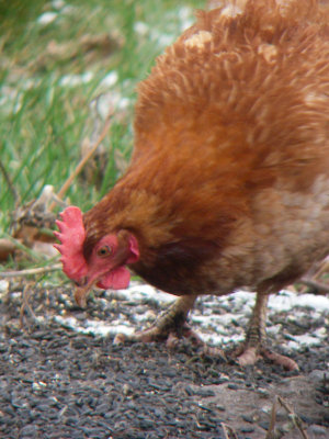 Poule, St-Onsime-d'Ixworth