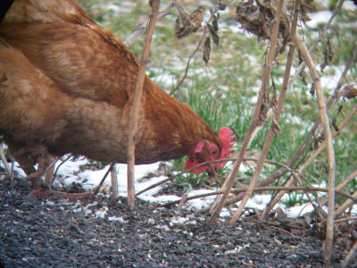 Poule, St-Onsime-d'Ixworth