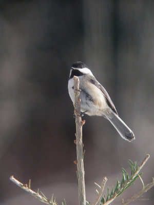 Mésange à tête noire, St-Onésime-d'Ixworth