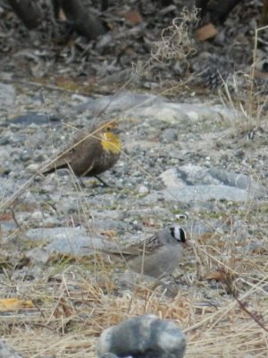 Carouge  tte jaune, Camp Eastmain, photo par ric Duchesne