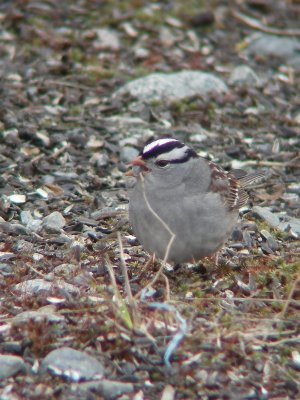 Bruant  couronne blanche ssp Gambelli, Eastmain