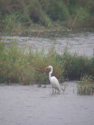 Grande Aigrette, Rivière-Ouelle