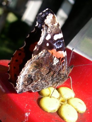 Papillon, St-Onésime-d'Ixworth