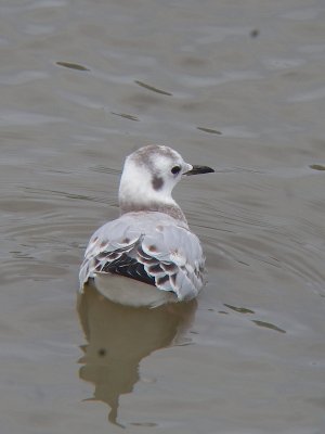 Mouette de Bonaparte juvnile, Montmagny