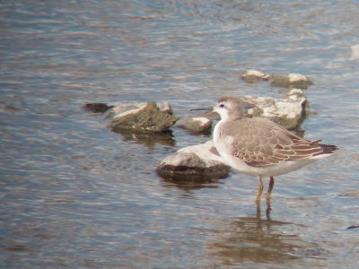 Phalarope de Wilson juvénile, Montmagny