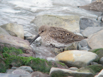 Bécasseau variable adulte, Kamouraska