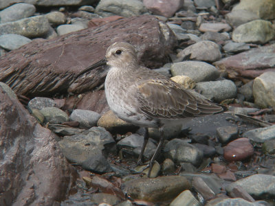Bécasseau variable adulte, Kamouraska