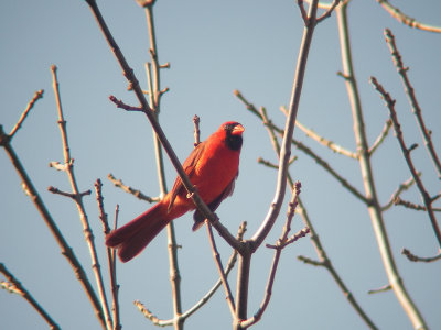 Cardinal rouge, La Pocatire