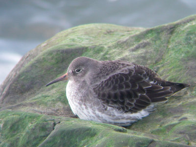 Bécasseau violet, Rivière-Ouelle
