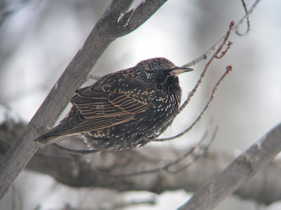 Oiseaux noirs, orioles