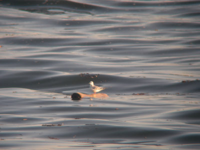 Mouette pygme immature, Rivire-Ouelle