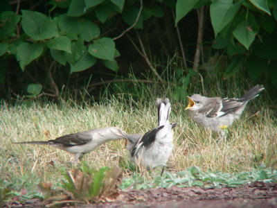 Moqueurs polyglottes adulte et juvniles, St-Denis