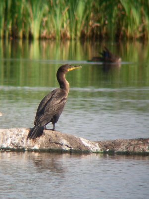 Cormoran à aigrettes, Rivière-Ouelle
