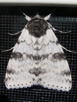 Papillon, St-Onésime-d'Ixworth